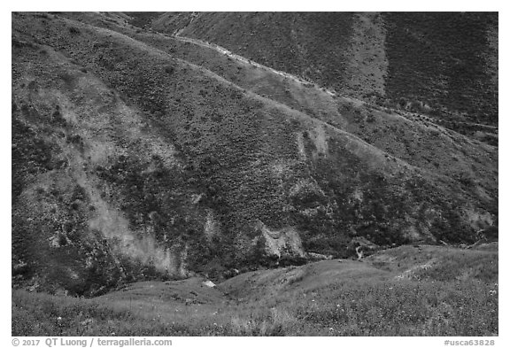 Canyon walls covered with yellow wildflowers, Temblor Range. Carrizo Plain National Monument, California, USA (black and white)