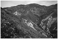Phacelia, poppies, goldfields, Temblor Range hills. Carrizo Plain National Monument, California, USA ( black and white)
