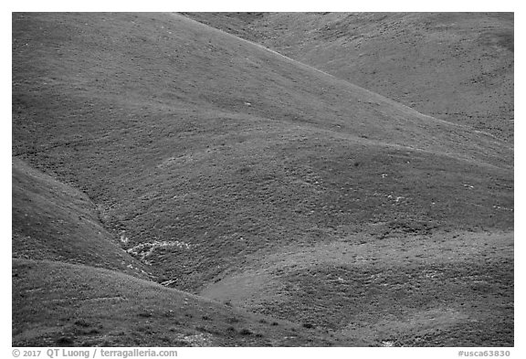 Multicolored mosaic of wildflowers on hill. Carrizo Plain National Monument, California, USA (black and white)