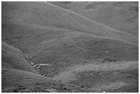 Multicolored mosaic of wildflowers on hill. Carrizo Plain National Monument, California, USA ( black and white)