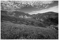 Temblor Range hills covered with wildflower mats. Carrizo Plain National Monument, California, USA ( black and white)