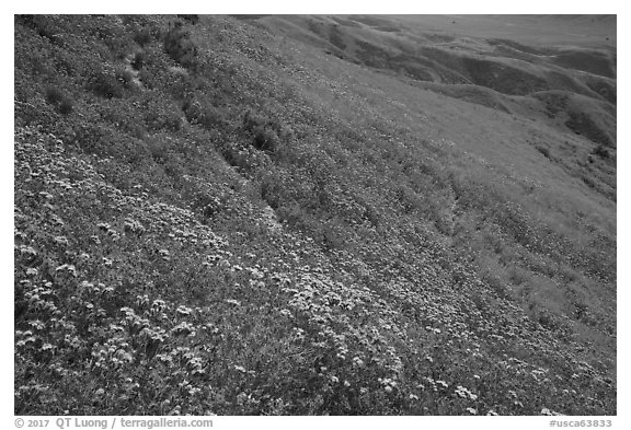Tansy Phacelia, blazing stars, and daisies carpet entire hillside. Carrizo Plain National Monument, California, USA (black and white)