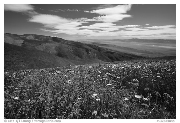 Carpet of daisies and phacelia high above Carrizo Plain. Carrizo Plain National Monument, California, USA (black and white)