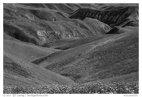 Gully covered with yellow daisies and purple phacelia. Carrizo Plain National Monument, California, USA (black and white)