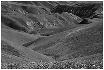 Gully covered with yellow daisies and purple phacelia. Carrizo Plain National Monument, California, USA ( black and white)