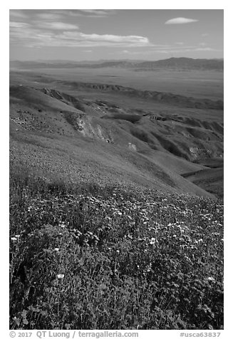 Field of hillside daisies and phacelia on Temblor Range hills above Carrizo Plain. Carrizo Plain National Monument, California, USA (black and white)