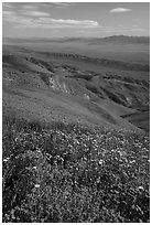 Field of hillside daisies and phacelia on Temblor Range hills above Carrizo Plain. Carrizo Plain National Monument, California, USA ( black and white)