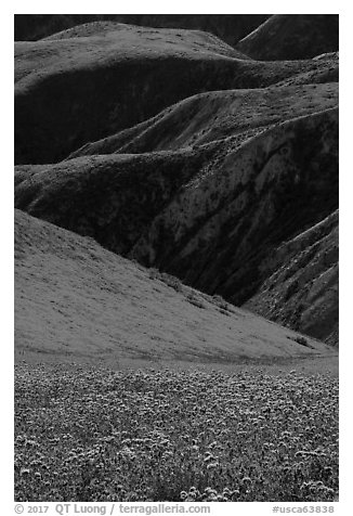 Blazing stars, phacelia, hillside daisies, and folds. Carrizo Plain National Monument, California, USA (black and white)