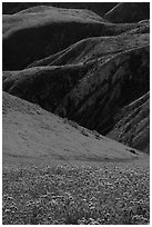 Blazing stars, phacelia, hillside daisies, and folds. Carrizo Plain National Monument, California, USA ( black and white)