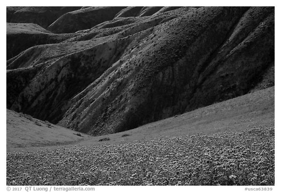 Hills with blazing stars, phacelia, hillside daisies, and folds. Carrizo Plain National Monument, California, USA (black and white)