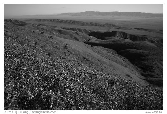 San Joaquin blazing stars and phacelia on Temblor Range hills above valley. Carrizo Plain National Monument, California, USA (black and white)