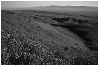 San Joaquin blazing stars and phacelia on Temblor Range hills above valley. Carrizo Plain National Monument, California, USA ( black and white)