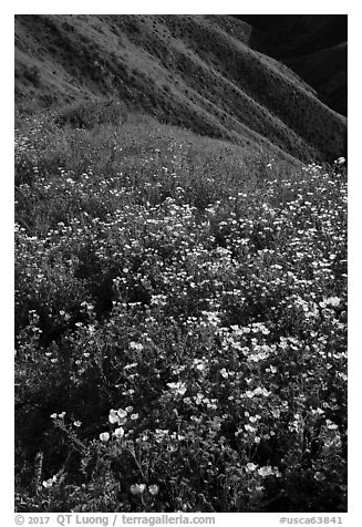 Wildflower mat and hillside slopes. Carrizo Plain National Monument, California, USA (black and white)