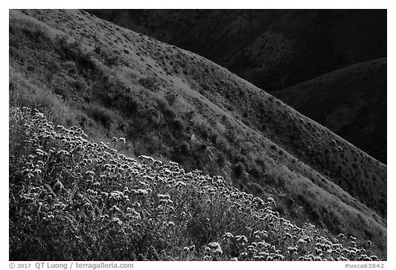Purple Phacelia and ridges covered by yellow hillside daisies. Carrizo Plain National Monument, California, USA (black and white)