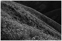 Purple Phacelia and ridges covered by yellow hillside daisies. Carrizo Plain National Monument, California, USA ( black and white)