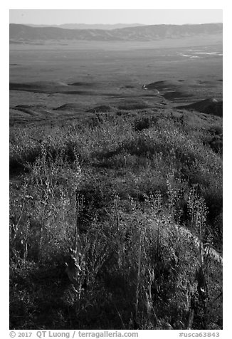 Desert Candles overlooking valley. Carrizo Plain National Monument, California, USA (black and white)