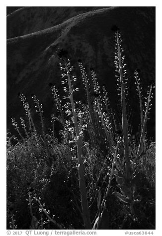 Desert Candles in bloom. Carrizo Plain National Monument, California, USA (black and white)