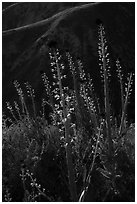 Desert Candles in bloom. Carrizo Plain National Monument, California, USA ( black and white)