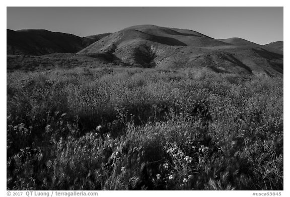 Grasses and wildflowers, Temblor Range hills, late afternoon. Carrizo Plain National Monument, California, USA (black and white)
