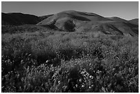Grasses and wildflowers, Temblor Range hills, late afternoon. Carrizo Plain National Monument, California, USA ( black and white)