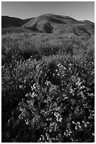 Foxtail grass and wildflowers, Temblor Range hills. Carrizo Plain National Monument, California, USA ( black and white)