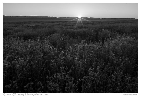 Sun rising over carpets of daisies. Carrizo Plain National Monument, California, USA (black and white)