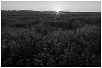 Sun rising over carpets of daisies. Carrizo Plain National Monument, California, USA ( black and white)