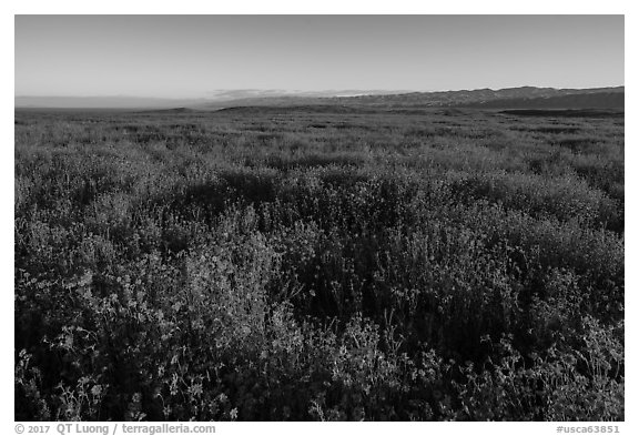 Endless carpets of daisies and distant Temblor Range. Carrizo Plain National Monument, California, USA (black and white)