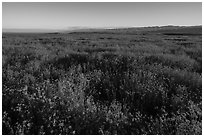 Endless carpets of daisies and distant Temblor Range. Carrizo Plain National Monument, California, USA ( black and white)