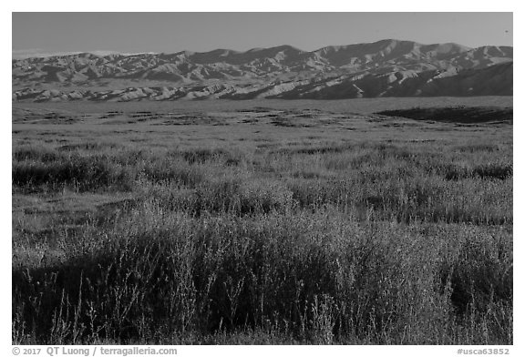 Valley floor covered by flowers, and Temblor Range. Carrizo Plain National Monument, California, USA (black and white)