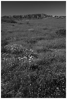 Wildflowers and Caliente Range. Carrizo Plain National Monument, California, USA ( black and white)