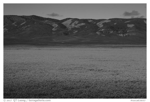 Wildflowers form solid yellow carpet below Caliente Range hills. Carrizo Plain National Monument, California, USA (black and white)