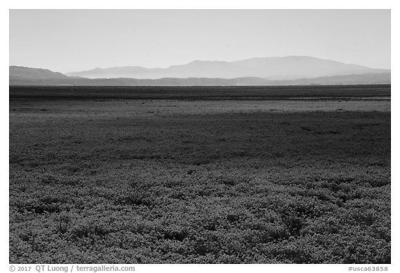 Dense carpet of yellow wildflowers on valley floor. Carrizo Plain National Monument, California, USA (black and white)