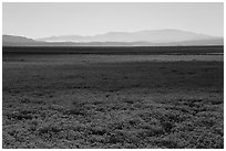 Dense carpet of yellow wildflowers on valley floor. Carrizo Plain National Monument, California, USA ( black and white)