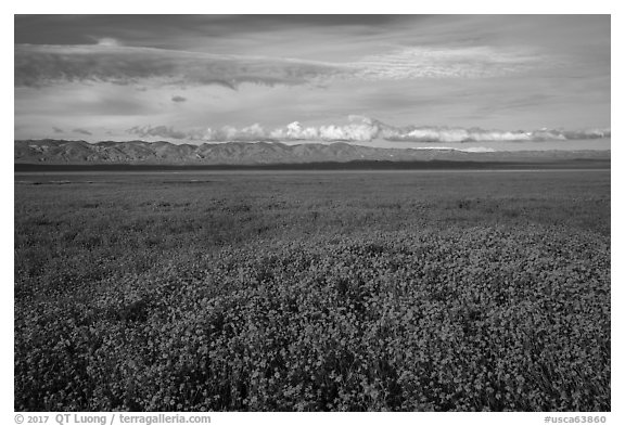 Solid carpet of yellow wildflowers and Temblor Range. Carrizo Plain National Monument, California, USA (black and white)