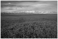 Solid carpet of yellow wildflowers and Temblor Range. Carrizo Plain National Monument, California, USA ( black and white)