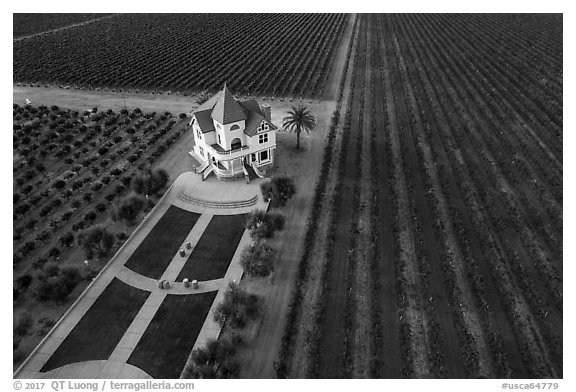 Aerial view of Concannon winery and rows of vines in summer. Livermore, California, USA (black and white)