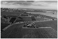Aerial view of vineyards and wineries in autumn. Livermore, California, USA ( black and white)