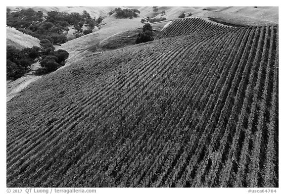 Aerial view of hillside rows of vines in autumn. Livermore, California, USA (black and white)