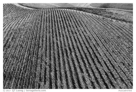 Aerial view of rows of vines on hill in autumn. Livermore, California, USA (black and white)