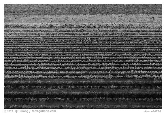 Aerial view of multicolored rows of vines in autumn. Livermore, California, USA (black and white)