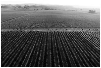 Aerial view of vineyards and hazy hills in autumn. Livermore, California, USA ( black and white)