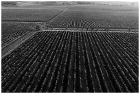 Aerial view of vineyards in autumn. Livermore, California, USA ( black and white)