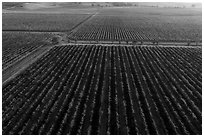 Aerial view of vineyards in autumn. Livermore, California, USA ( black and white)