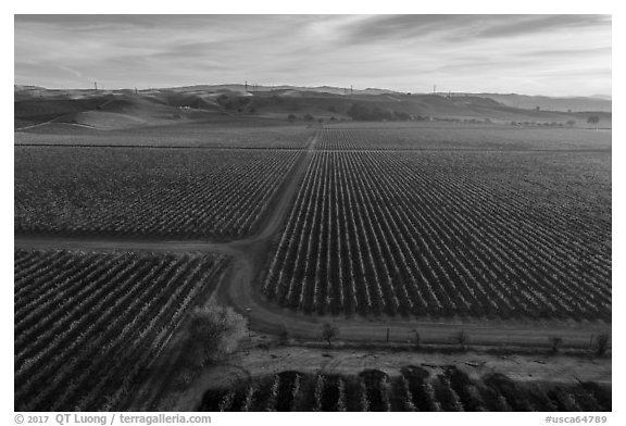 Aerial view of rows of vines and paths. Livermore, California, USA (black and white)
