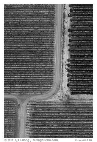 Aerial view of vineyards, tree and paths looking straight down. Livermore, California, USA (black and white)