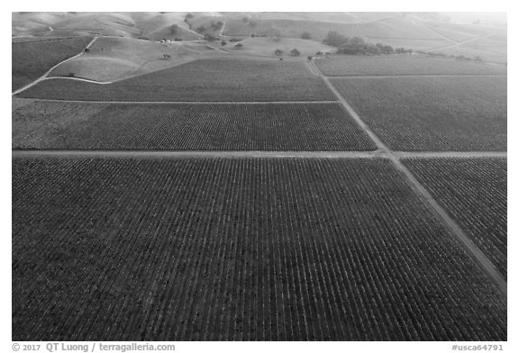 Aerial view of multicolored vineyards in autumn. Livermore, California, USA (black and white)