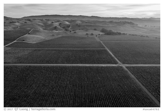 Aerial view of multicolored vineyards and hills in autumn. Livermore, California, USA (black and white)