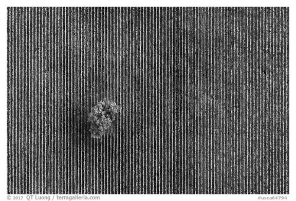 Aerial view of rows of vines and tree looking straight down. Livermore, California, USA (black and white)