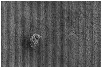 Aerial view of rows of vines and tree looking straight down. Livermore, California, USA ( black and white)